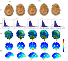 measurements and models of electric fields in the in vivo