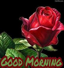 Every morning is a most beautiful offer and opportunity to celebrate and take a further step to move close towards the dreams and goals. 55 Good Morning Rose Flowers Images Pictures With Romantic Red Roses