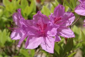 Check spelling or type a new query. 5 Spring Blooms You Ll See Everywhere In Florida 30a