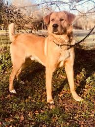 With her beautiful wavy hair coat, and wonderful personality, she. Dog For Adoption Memphis A Golden Retriever Mix In Mendham Nj Petfinder