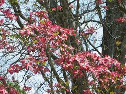 Flowering quince (chaenomeles spp.) this type of quince is known for its spring flower display, not for its fruit.the flowers are most often seen in shades of pink or red, but white cultivars are also available. Beautiful Spring Flowers Blooming In Georgia By Michele Babcock Nice Blogbymichele