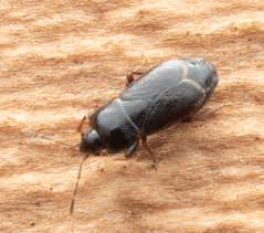 Image result for Plinthus