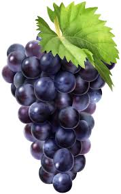 Black Grapes Png Clip Art Image Gallery Yopriceville High Quality Images And Transparent Png Free Clipart Fruit Picture Fruit Painting Fruits Drawing