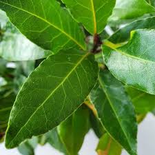 Maybe you would like to learn more about one of these? Laurierblad Uit Eigen Tuin Funfactor Nl