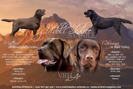 Image result for labrador retrívr