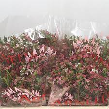 See more ideas about sweet 16, sweet 16 party decorations, sweet 16 decorations. Waxflower My Sweet 16 50cm Chamelaucium Wholesale Dutch Flowers Florist Supplies Uk