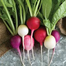 Like its cousin the common eggplant (solanum melongena), the egg tree plant produces edible fruits. Easter Egg Ii Radish Seed Johnny S Selected Seeds