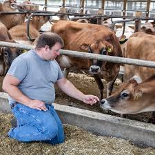 The average cow can produce between 8 and 35 gallons of milk per day. Is Dairy Farming Cruel To Cows The New York Times
