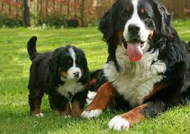 Advice from breed experts to make a safe choice. Home