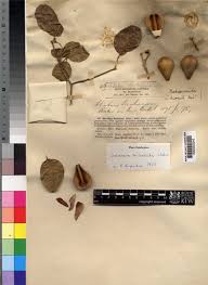 Image result for Schrebera trichoclada