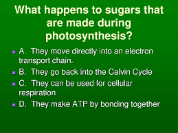 By glycolysis, glucose is broken down into pyruvate in the cytoplasm; Photosynthesis And Cellular Respiration Ppt Download