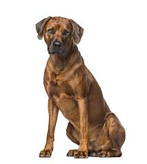 There's no one answer and no guarantees, but this video will give you a better idea of what you can. Rhodesian Ridgeback Hunde Informationen Zu Den Bienenarten Omlet