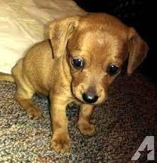 Adorable Chiweenie Puppies 7 Weeks Old Chiweenie Puppies Chiweenie Dogs Chiweenie