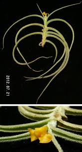 Check spelling or type a new query. 5752 ç©ºæ°£é³³æ¢¨ Tillandsia Crocata Copper Penny é¦è±ç³»åçç¨æè®ç°ç¨® é²å¤©æè³£