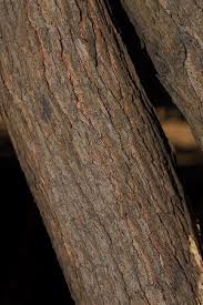 Image result for Polysphaeria multiflora