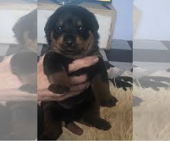 Virginia beach virginia pets and animals 500 $. Puppyfinder Com Rottweiler Puppies Puppies For Sale Near Me In Virginia Usa Page 1 Displays 10