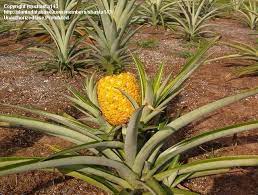Native to south america, the bromeliad pineapple is one of only two bromeliads that produce edible fruit. Plantfiles Pictures Ananas Bromeliad Species Common Edible Pineapple Ananas Comosus By Haighr
