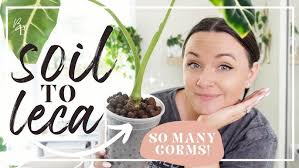 Switching My Alocasia Jacklyn to PON