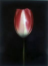 Flowers Search Results Artstormer Tulips Art Flower Painting Tulip Drawing