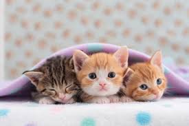 The Meaning And Symbolism Of The Word Kitten