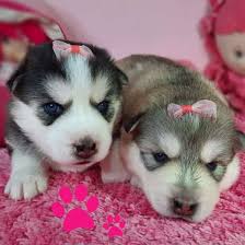 Saved by tips of olga. 500 Husky Names The Most Comprehensive List You Ll Find K9 Web
