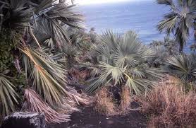 Image result for Latania loddigesii