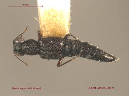 Image result for Stenostelma