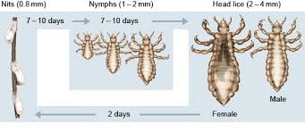 Image result for lice life cycle