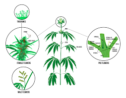What Is The Difference Between Male And Female Cannabis Plants Bud Tender