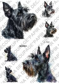 Image result for skotský teriér