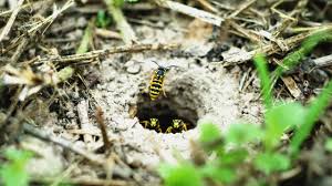 We did not find results for: How To Get Rid Of Wasps