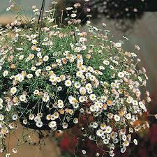 Image result for Erigeron karvinskianus