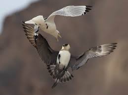 Image result for jaeger