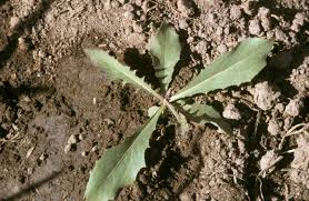 Image result for Launaea cornuta