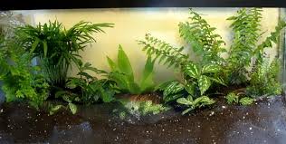 The second option would be to get a container that is long enough to rest on top of your aquarium. 7 Steps To Make A Plant Terrarium Dengarden
