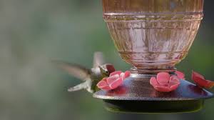 Maybe you would like to learn more about one of these? Top Fill Hummingbird Feeders Beautiful And Well Designed Youtube