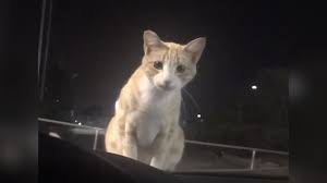 We absolutely love napping, head scratches, and playing with our favorite cat toys. East Bay Regional Parks Suspends Shooting Killing Of Cats After I Team Investigation Abc7 San Francisco