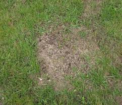 Whether you're tending your first lawn or have years of experience, learning how to overseed your overseeding is spreading grass seed over an existing lawn. What Is Overseeding How When To Overseed Your Lawn Trugreen
