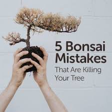 Growing A Healthy Bonsai Is Pretty Straight Forward But We Ve All Made Bonsai Mistakes For Many Beginners T Bonsai Tree Bonsai Tree Types Indoor Bonsai Tree