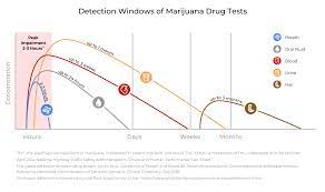 Why trust a hair follicle drug test? Drug Detection Times For Marijuana Depend On The Test Hound Labs