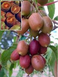 3 Hardy Kiwi Plants One Each Of Ananasnaya Ken S Red Etsy Hardy Kiwi Growing Grapes Grapes