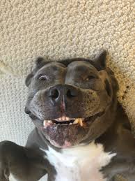 Walter quigley quigleyontop@gmail.com hi jim, was mr mikes on 209 palm st open during 1973 ? Peninsula Pet Clinic San Pedro Emergency And Urgent Care Veterinarian