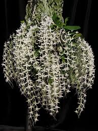 Image result for Mystacidium