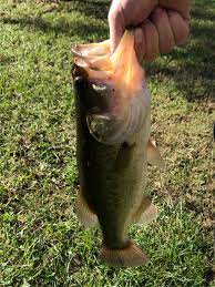 Photos of girls fishing keep getting better and better as more women participate in the sport. Louisiana Offers An Abundance Of Bass Fishing Louisiana Weekend