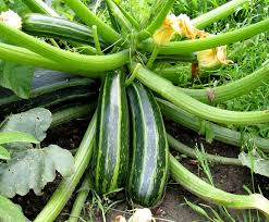 Check spelling or type a new query. Harvesting Zucchini Wood Country Handcrafted Outdoor Furniture