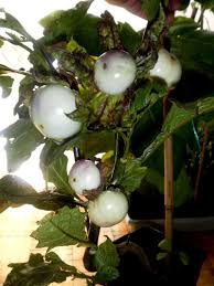 Image result for Solanum macrocarpon