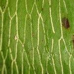 Image result for Antrophyum mannianum