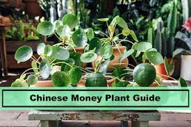 How to care for my chinese money plant. Chinese Money Plant Pilea Peperomioides Caring And Growing Tips Plants Spark Joy
