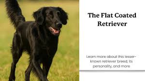 Image result for flat coated retrívr