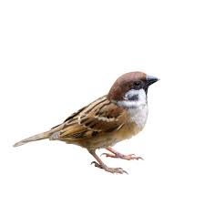 All too often we take the little sparrow for granted. Sparrow Definition Und Bedeutung Collins Worterbuch